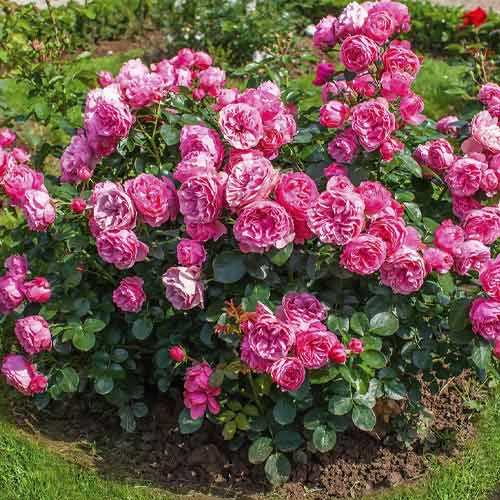 Floribunda roos Leonardo da Vinci ®, C3 interface.art foto 2 Floribunda roos Leonardo da Vinci ®, C3 interface.image 2 interface.art 4553