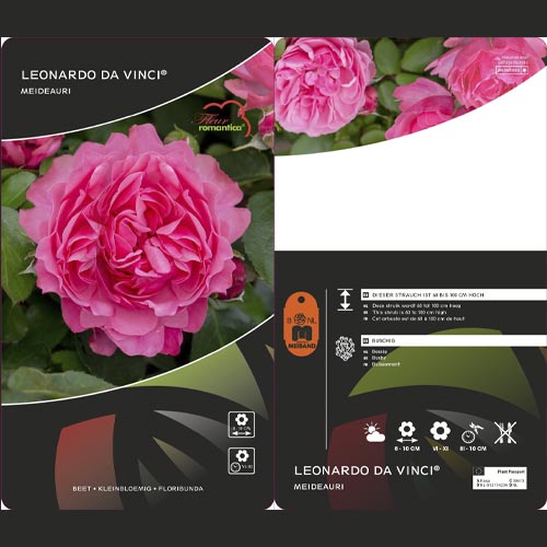 Floribunda roos Leonardo da Vinci ®, C3 interface.art foto 3 Floribunda roos Leonardo da Vinci ®, C3 interface.image 3 interface.art 4553