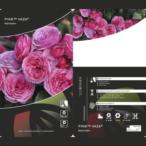 Floribunda roos Pink Vaza ®, C3 interface.image 2 interface.art 5004