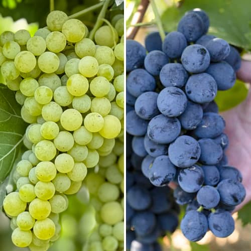 Promo Set! Äärmiselt külmakindlate viinamarjade komplekt, komplektis 2 istikut interface.image 1 interface.art 6167