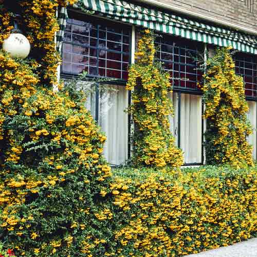Pyracantha Golden Charmer, C3 interface.art foto 1 Pyracantha Golden Charmer, C3 interface.image 1 interface.art 7727