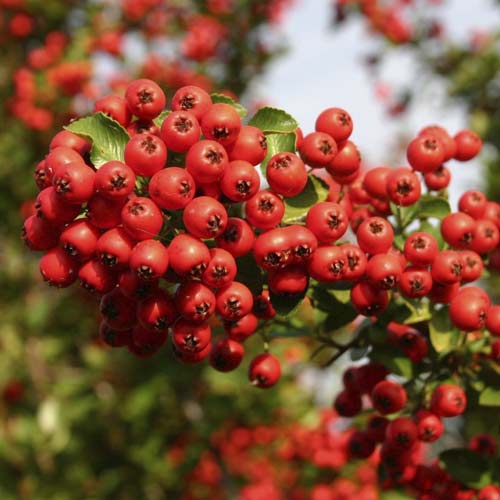 Pyracantha Red Column, С2 interface.art foto 1 Pyracantha Red Column, С2 interface.image 1 interface.art 8571