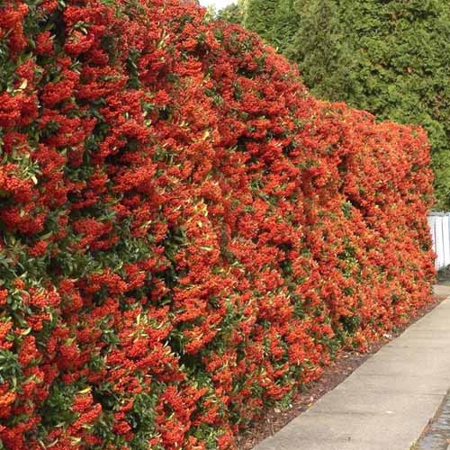 Pyracantha Red Column, C3 interface.art foto 1 Pyracantha Red Column, C3 interface.image 1 interface.art 7728