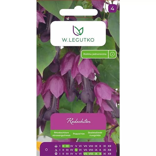 Rhodochiton purpurne interface.art foto 1 Rhodochiton purpurne interface.image 1 interface.art 78628