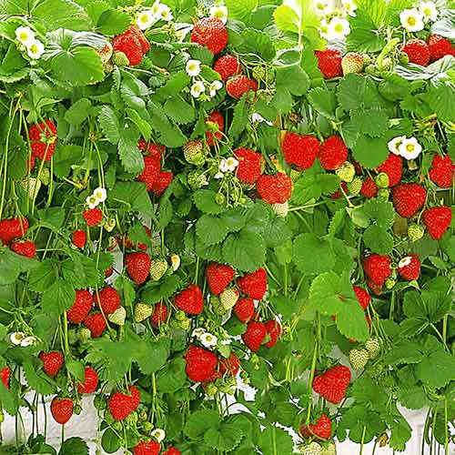 Rippuvad maasikad interface.image 1 interface.art 5395