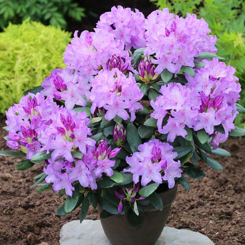 Rododendronid Catawbiense Grandiflorum, C2 interface.art foto 1 Rododendronid Catawbiense Grandiflorum, C2 interface.image 1 interface.art 1577