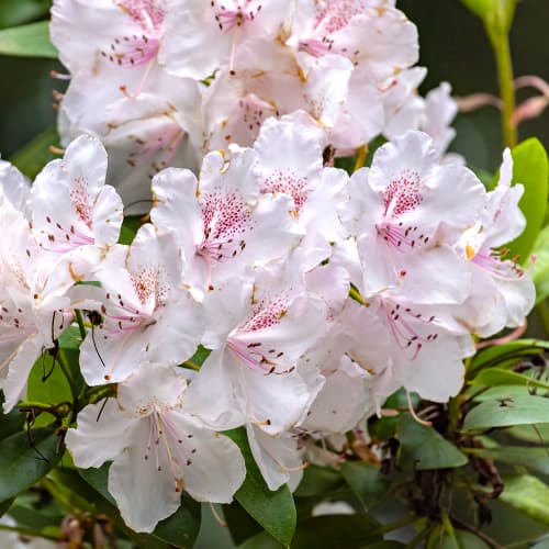 Rododendronid Cream Crest interface.art foto 1 Rododendronid Cream Crest interface.image 1 interface.art 2030