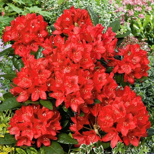 Rododendronid Red Jack, P9 interface.art foto 1 Rododendronid Red Jack, P9 interface.image 1 interface.art 9087