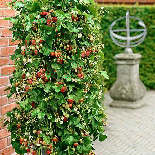 Ronimaasikad interface.image 1 interface.art 5413