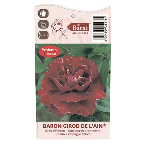 Roniroos Baron Girod De L'ain, C5 interface.art foto 3 Roniroos Baron Girod De L'ain, C5 interface.image 3 interface.art 6141