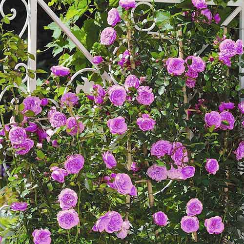 Roniroos Blue & Violet interface.image 1 interface.art 2158