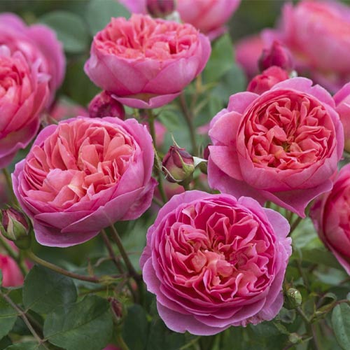 English Rose Boscobel®, C5 interface.art foto 1 English Rose Boscobel®, C5 interface.image 1 interface.art 5498