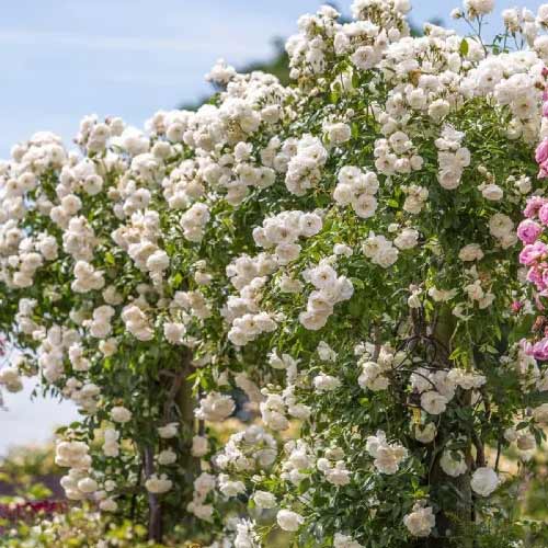 Roniroos Climbing Iceberg, root ball interface.art foto 1 Roniroos Climbing Iceberg, root ball interface.image 1 interface.art 2148