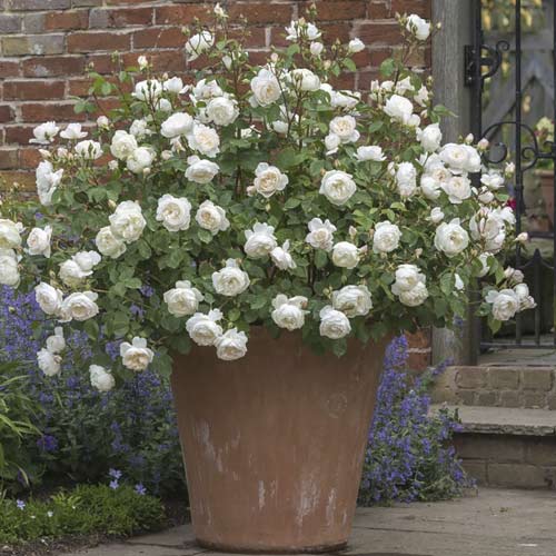 English Rose Desdemona®, C5 interface.image 2 interface.art 5500