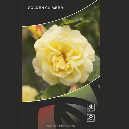 Roniroos Golden Climber®, C3 interface.image 3 interface.art 5826