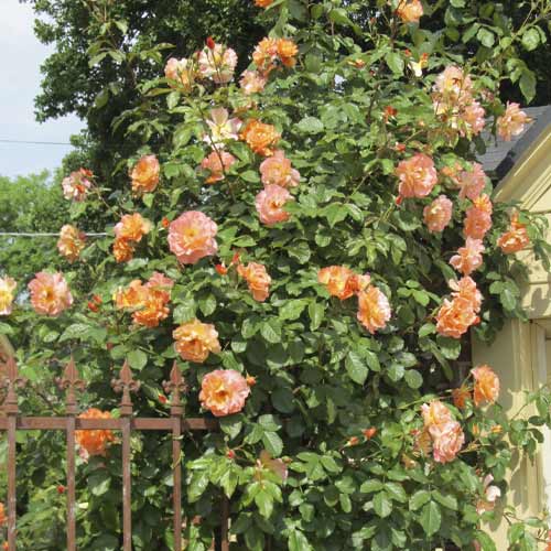 Roniroos Orange Climbing interface.image 1 interface.art 6253