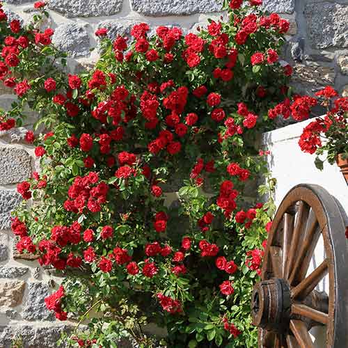 Roniroos Paul's Scarlet, root ball interface.image 1 interface.art 2176