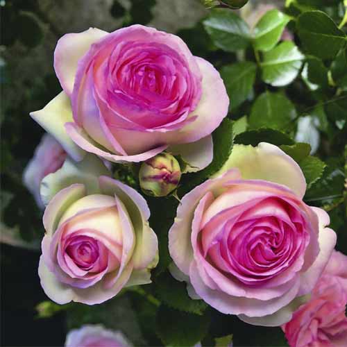 Roniroos Pierre de Ronsard®, C5 interface.image 2 interface.art 5497