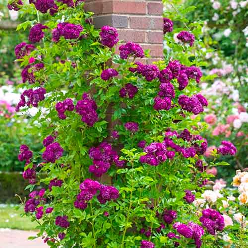 Roniroos Violet interface.art foto 1 Roniroos Violet interface.image 1 interface.art 5894