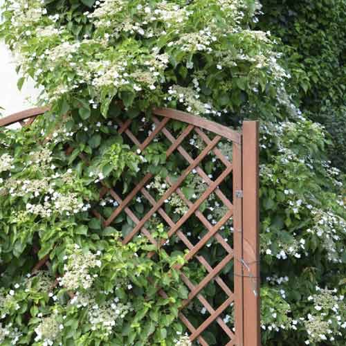 Roniv hortensia Mirranda, С2 interface.image 1 interface.art 8219