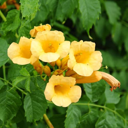 Roniv trompetõis Campsis radicans Judy interface.art foto 1 Roniv trompetõis Campsis radicans Judy interface.image 1 interface.art 9153