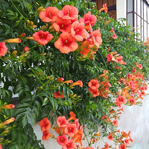 Roniv trompetõis Campsis radicans, P9 interface.image 1 interface.art 9181