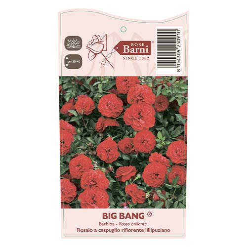 Roos mini Big Bang®, C5 interface.art foto 3 Roos mini Big Bang®, C5 interface.image 3 interface.art 5552