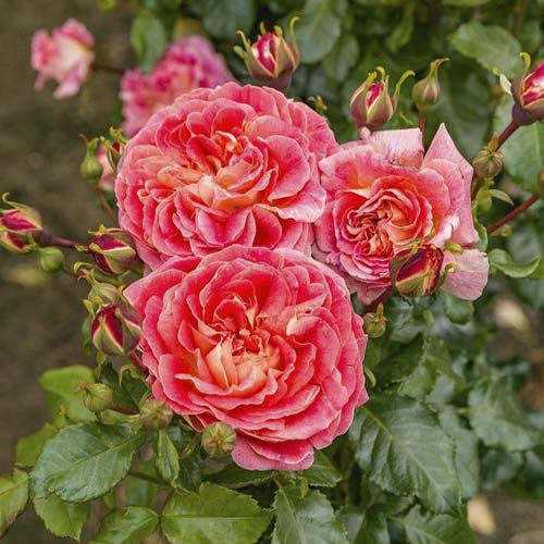 Floribunda roos Designer Sunset ®, C3 interface.art foto 1 Floribunda roos Designer Sunset ®, C3 interface.image 1 interface.art 4984