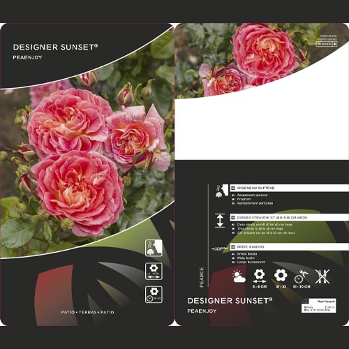Floribunda roos Designer Sunset ®, C3 interface.art foto 2 Floribunda roos Designer Sunset ®, C3 interface.image 2 interface.art 4984