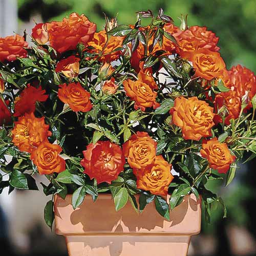 Roos mini Orange Jewel interface.image 1 interface.art 6261