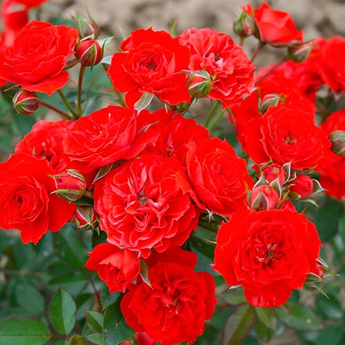 Roos Red Romance interface.art foto 1 Roos Red Romance interface.image 1 interface.art 5827