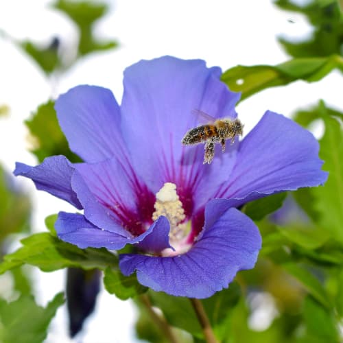 Rooshibisk Hibiscus Oiseau Bleu, P9 interface.art foto 1 Rooshibisk Hibiscus Oiseau Bleu, P9 interface.image 1 interface.art 4047