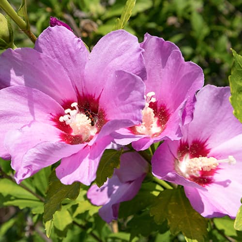 Rooshibisk Hibiscus Woodbridge interface.art foto 1 Rooshibisk Hibiscus Woodbridge interface.image 1 interface.art 4725