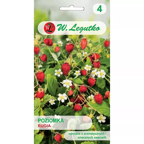 Rügen Levignon maasikas interface.image 1 interface.art 69530