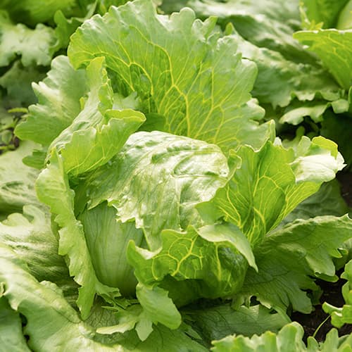 Salat Brasiliana Kiepenkerl interface.art foto 1 Salat Brasiliana Kiepenkerl interface.image 1 interface.art 50009