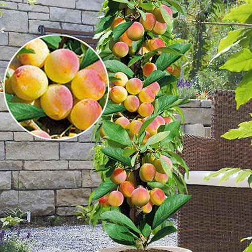 Sammas aprikoosipuu Prince Mart, С2 interface.image 1 interface.art 1901