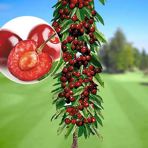 Sammas kirsipuu Queen Mary, С2 interface.image 1 interface.art 1921