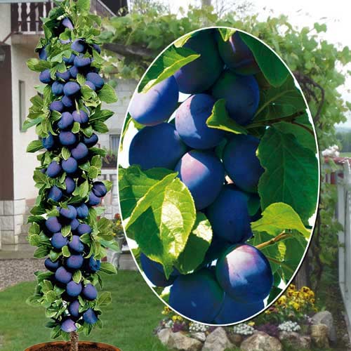 Sammaskujuline ploomipuu Fruca, С2 interface.image 1 interface.art 1945