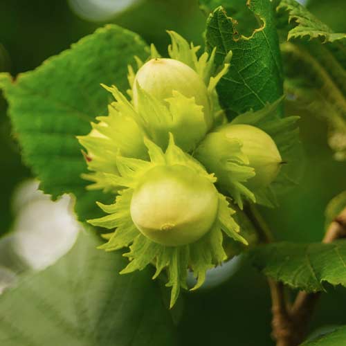 Sarapuupähkel Barcelona, С2 interface.image 1 interface.art 7037