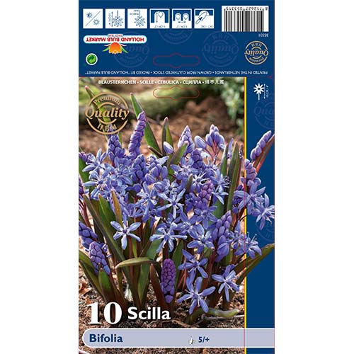 Scilla Bifolia interface.art foto 1 Scilla Bifolia interface.image 1 interface.art 70240