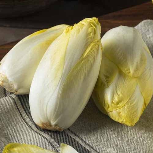 Sigur Mechelse Middelvroeg interface.image 1 interface.art 96502