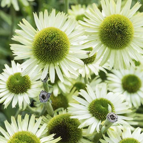 Siilkübar (Echinacea) Green Jewel, С3 interface.art foto 1 Siilkübar (Echinacea) Green Jewel, С3 interface.image 1 interface.art 8527