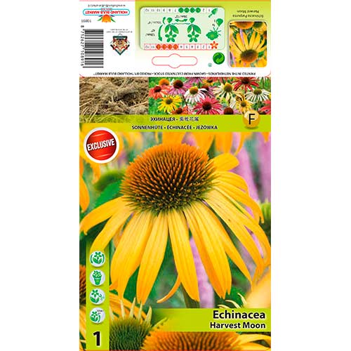 Siilkübar (Echinacea) Harvest Moon interface.art foto 1 Siilkübar (Echinacea) Harvest Moon interface.image 1 interface.art 76626