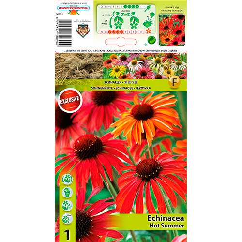 Siilkübar (Echinacea) Hot Summer interface.art foto 1 Siilkübar (Echinacea) Hot Summer interface.image 1 interface.art 76627