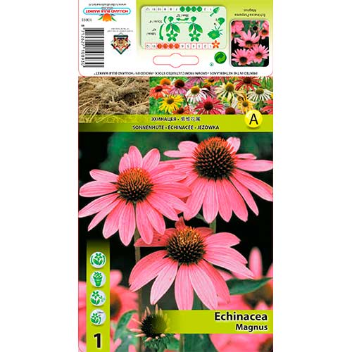Siilkübar (Echinacea) Magnus interface.art foto 1 Siilkübar (Echinacea) Magnus interface.image 1 interface.art 76625