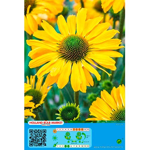 Siilkübar Yellow interface.art foto 1 Siilkübar Yellow interface.image 1 interface.art 76437
