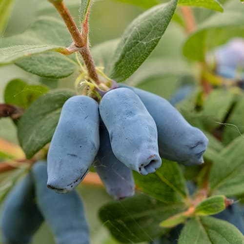 Sinine kuslapuu Duet, P9 interface.image 1 interface.art 9227