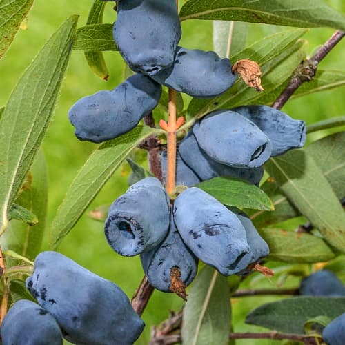 Sinine kuslapuu Honeybee, P9 interface.image 1 interface.art 1586