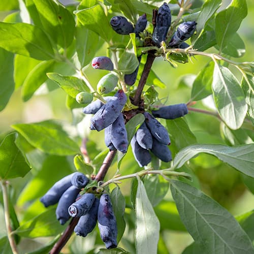 Sinine kuslapuu Morena interface.image 1 interface.art 9308