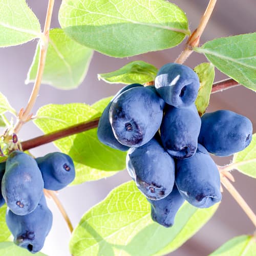 Sinine kuslapuu Sinogłaska, P9 interface.image 1 interface.art 9228